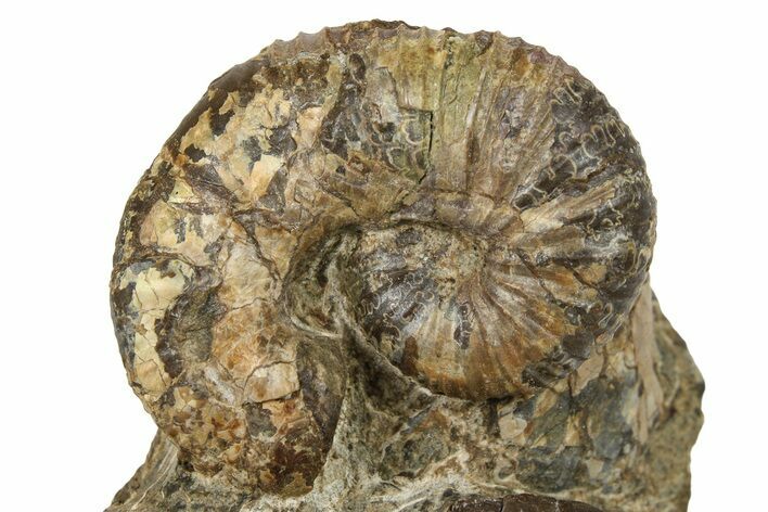 Cretaceous Fossil Heteromorph (Scaphites) Ammonite - Utah #266733